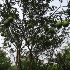 Grapefruit seeds 1kg