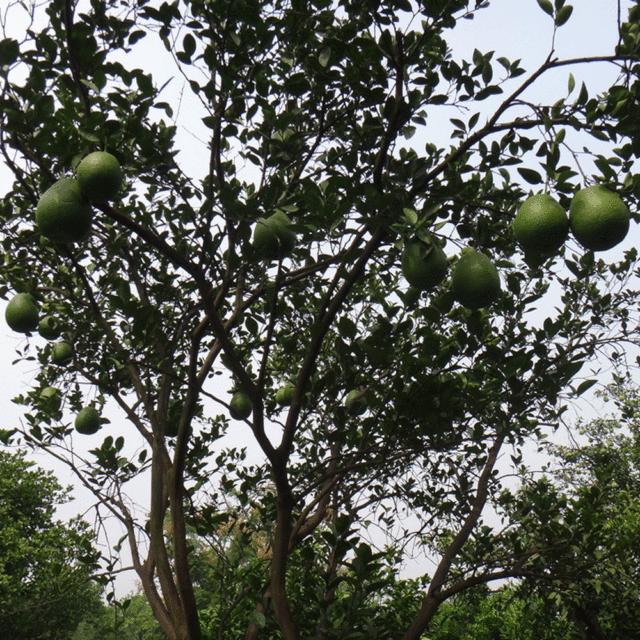 Grapefruit seeds 1kg