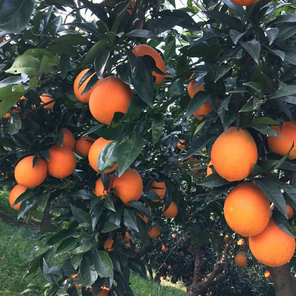 Orango seeds 1kg