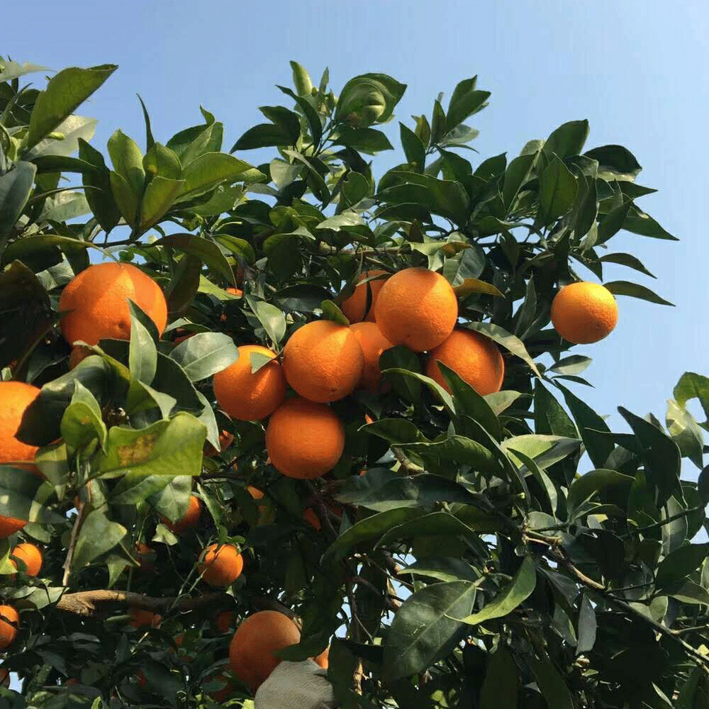 Orango seeds 1kg
