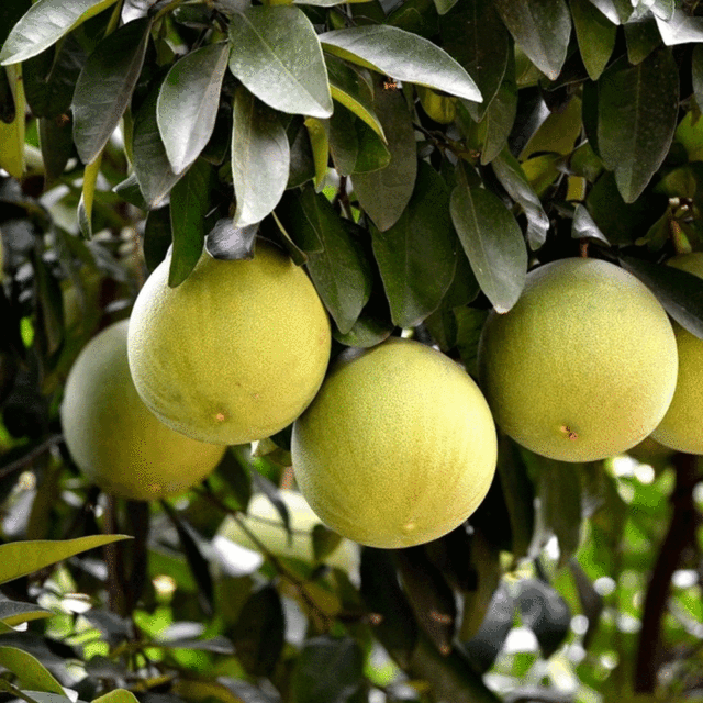 Grapefruit seeds 1kg