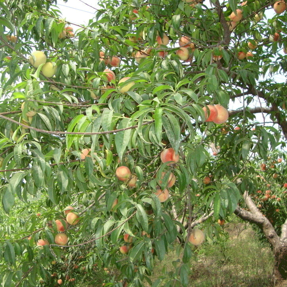 peach seeds 1kg