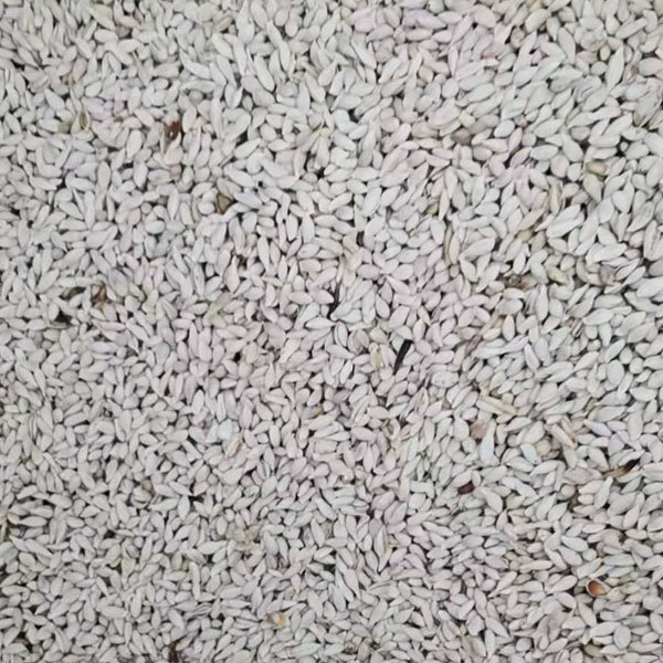 lime seed 1kg