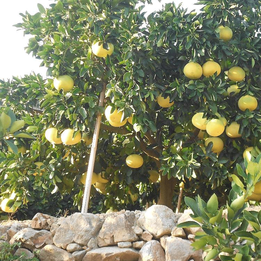 Grapefruit seeds 1kg