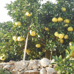 Grapefruit seeds 1kg