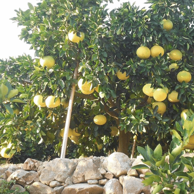 Grapefruit seeds 1kg