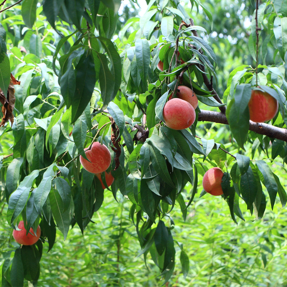 peach seeds 1kg