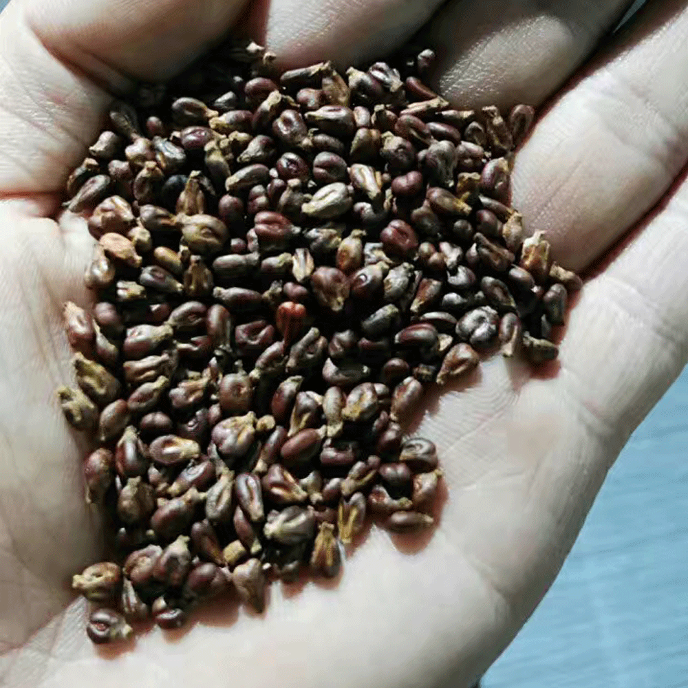 grape seeds 1kg