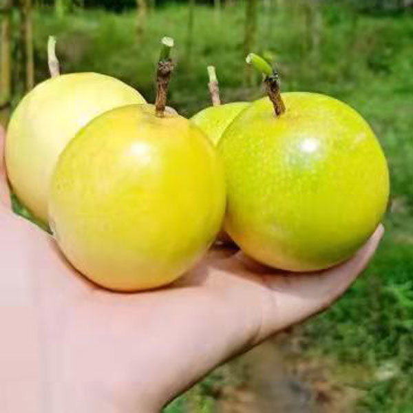 Yellow passion fruit seds 1kg