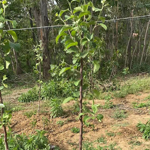 apple seeds 1kg