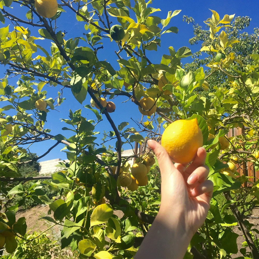 lime seed 1kg