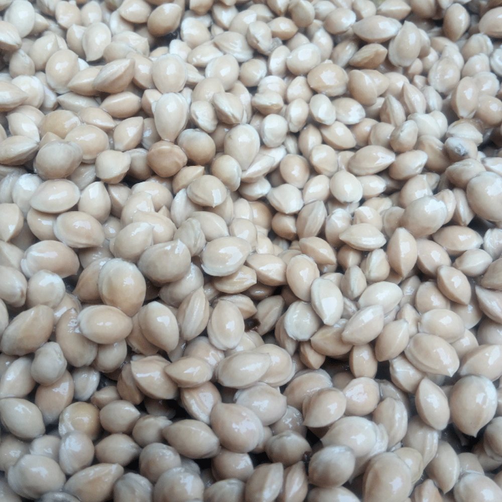 Cherry seeds