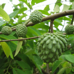 Custard apple seeds
