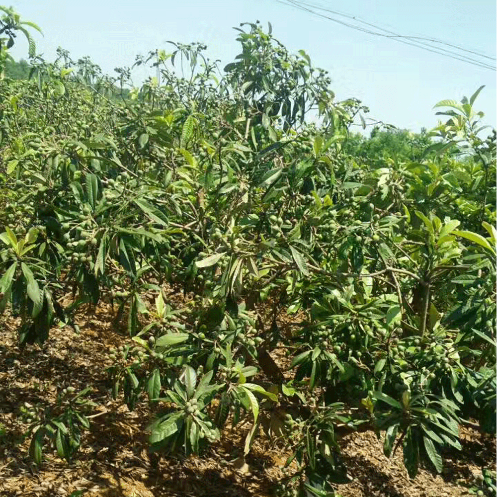 loquat seeds