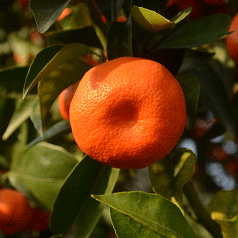 Tangerine seeds 1kg