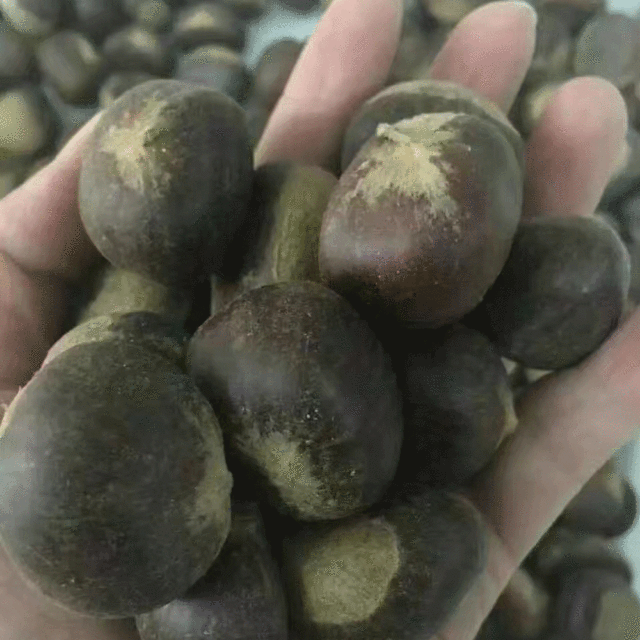 chinese chestnut seeds