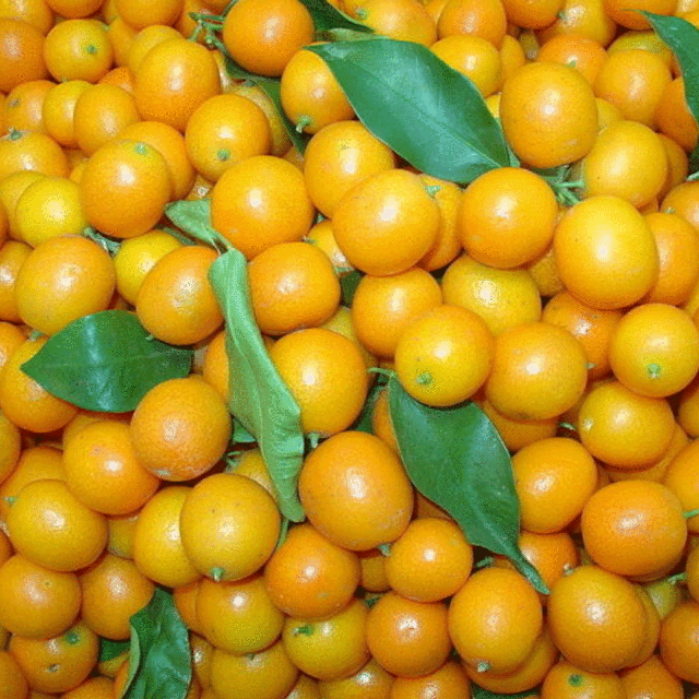 Kumquat seeds 1kg
