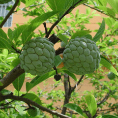 Custard apple seeds