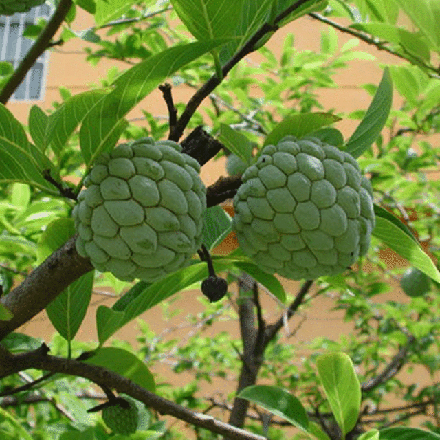Custard apple seeds