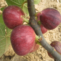 Fig seeds 1kg