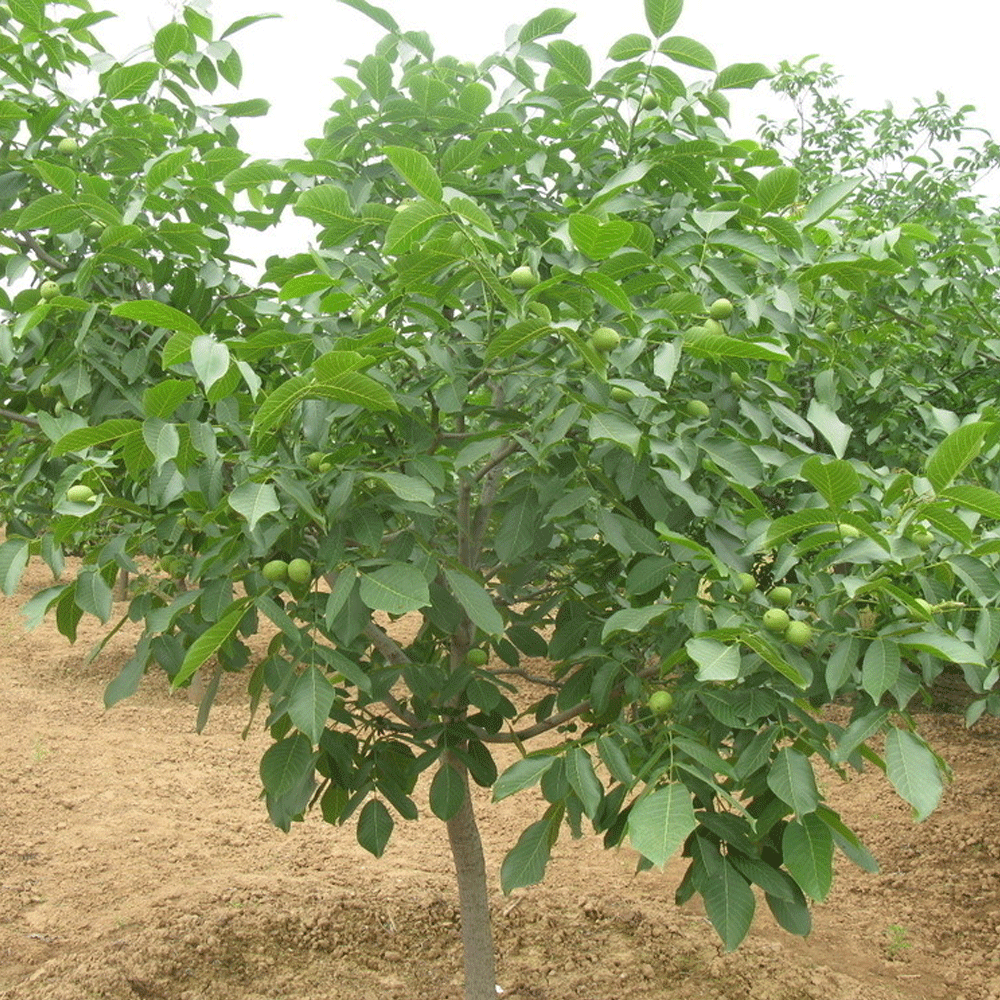 walnut seeds 1kg