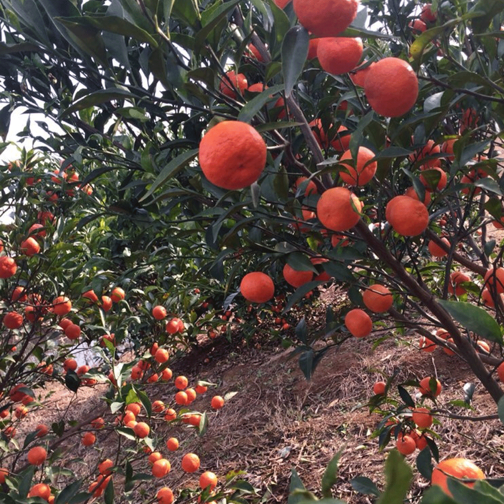 Tangerine seeds 1kg