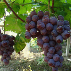 grape seeds 1kg