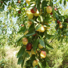 Chinese date seeds 1kg