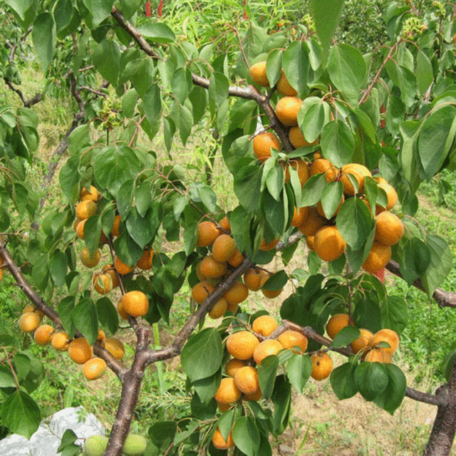 apricot seeds