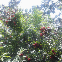 Myrica rubra seeds 1kg