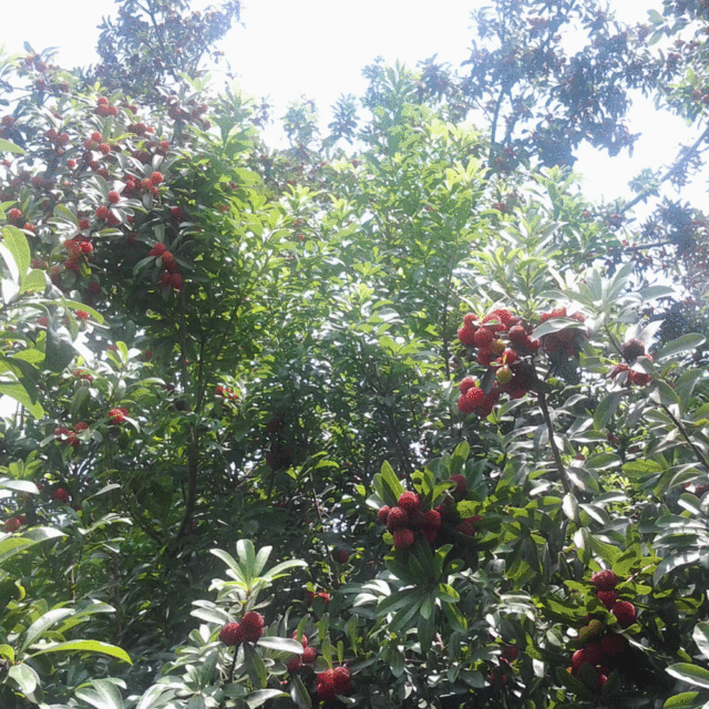 Myrica rubra seeds 1kg