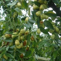 Chinese date seeds 1kg