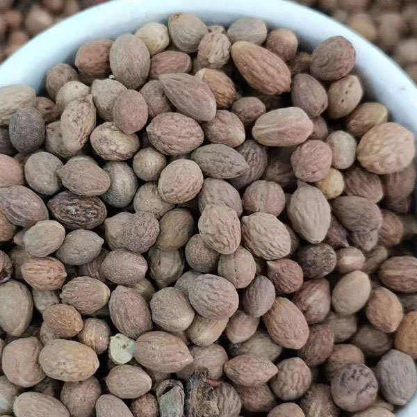 Chinese date seeds 1kg