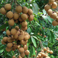 longan seeds