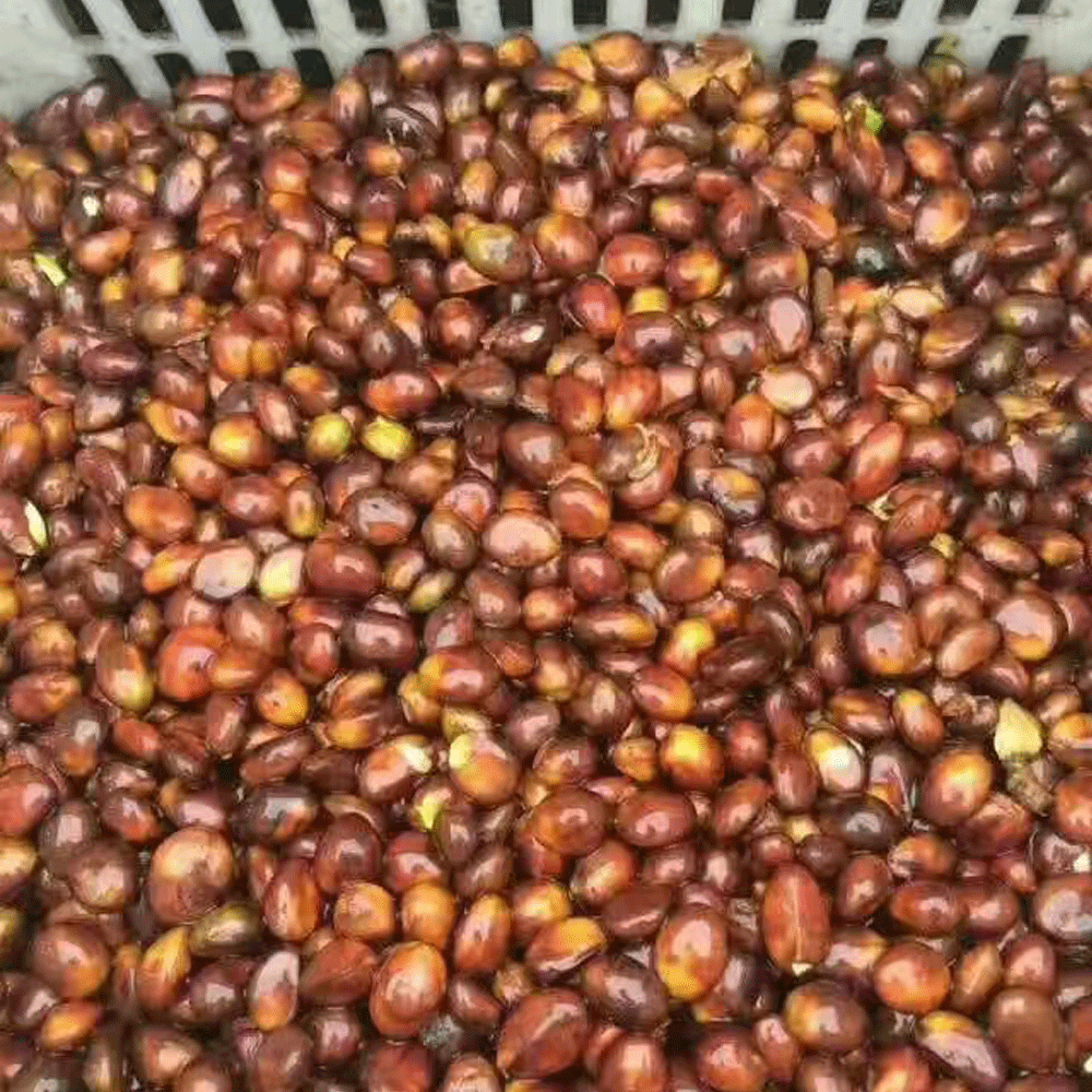 loquat seeds