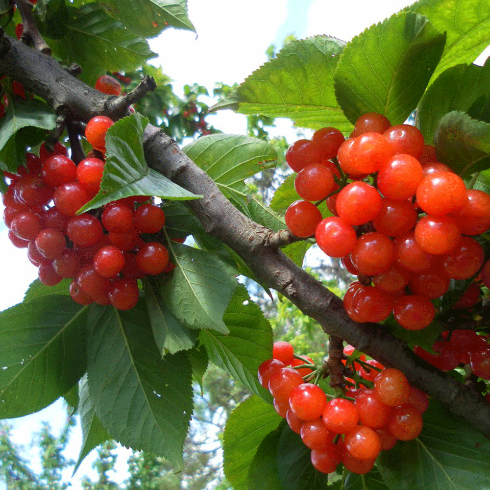 Cherry seeds