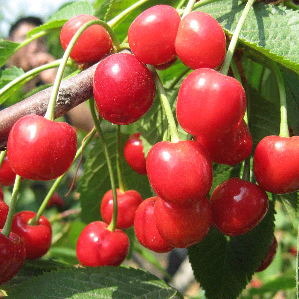 Cherry seeds