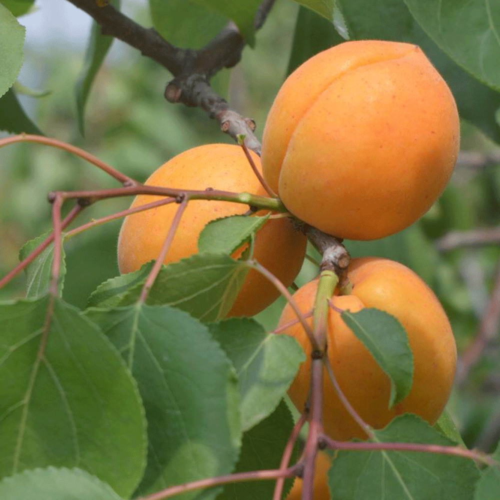 apricot seeds
