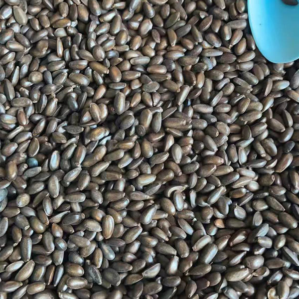 Custard apple seeds