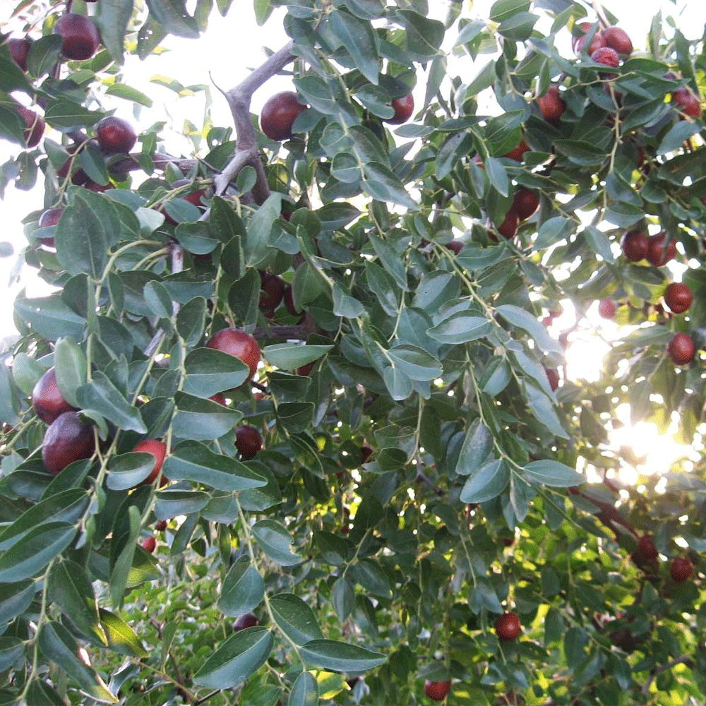 Chinese date seeds 1kg