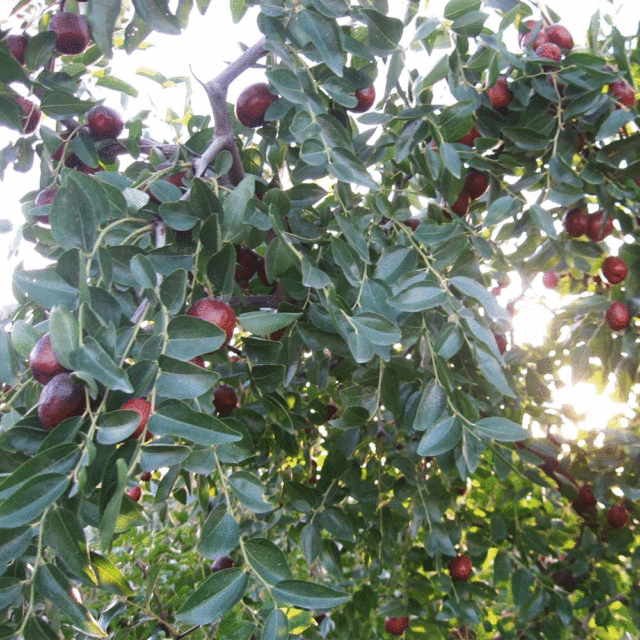 Chinese date seeds 1kg