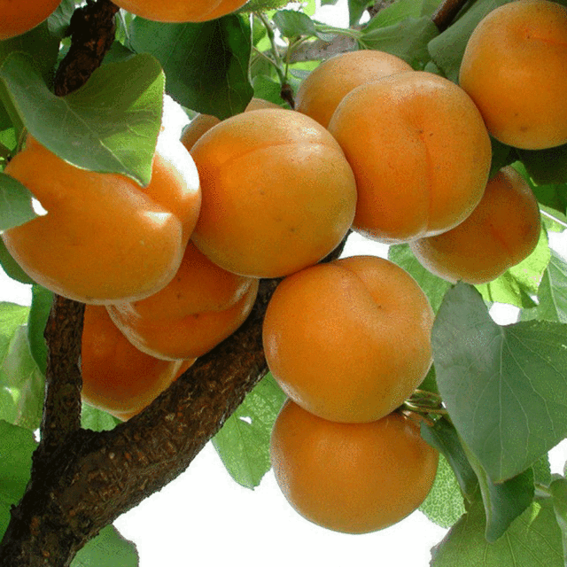 apricot seeds
