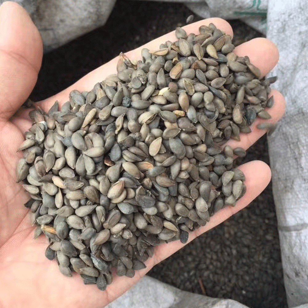 apple seeds 1kg