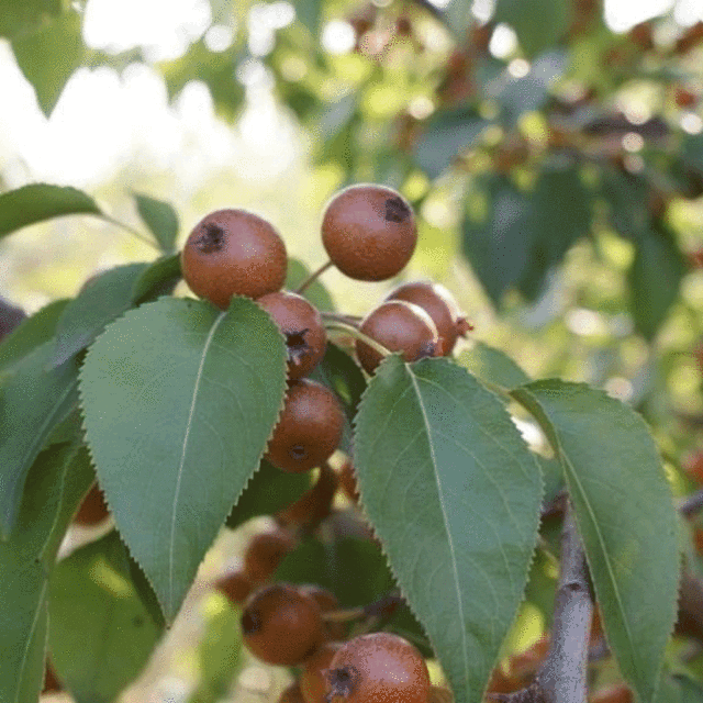 Pyrus betulaefolia seeds