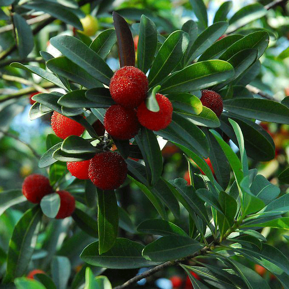 Myrica rubra seeds 1kg