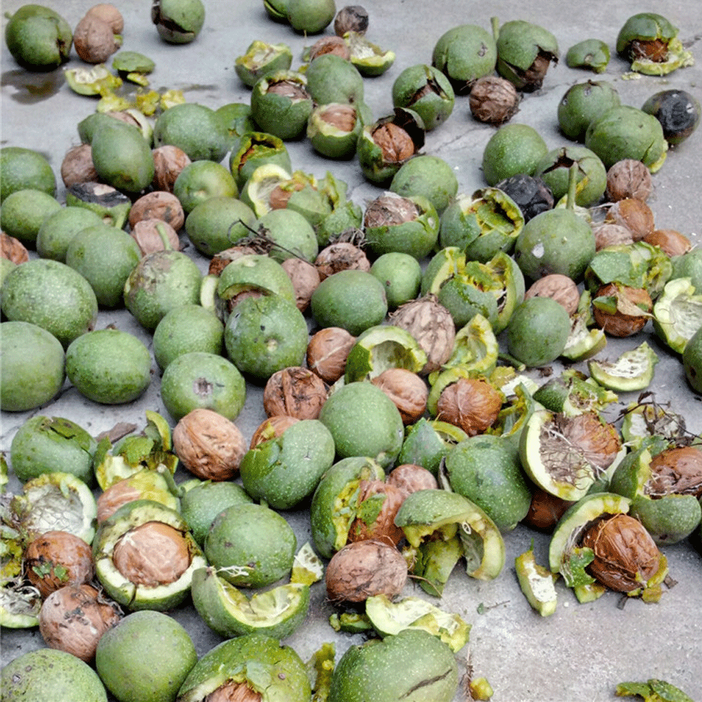 walnut seeds 1kg