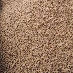 Myrica rubra seeds 1kg