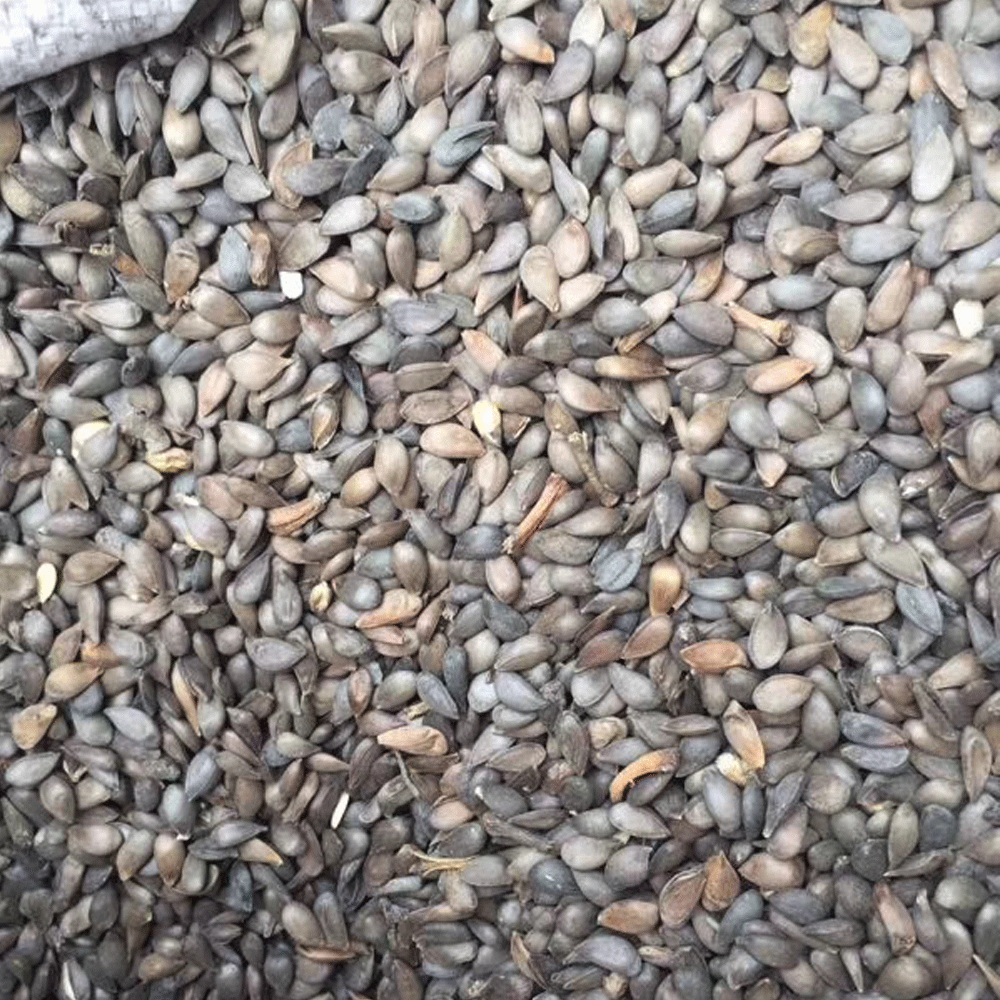 apple seeds 1kg