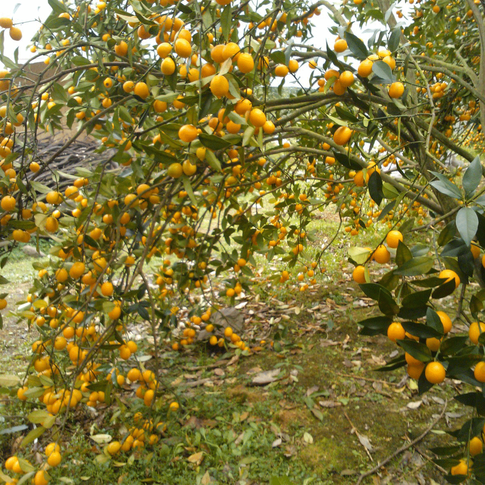 Kumquat seeds 1kg