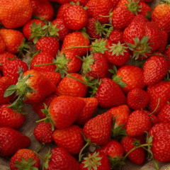 strawberry seeds 1kg
